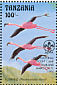 Lesser Flamingo Phoeniconaias minor