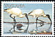 African Sacred Ibis Threskiornis aethiopicus