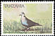 Ring-necked Dove Streptopelia capicola  1997 Coastal birds 