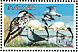 Ring-necked Dove Streptopelia capicola  1997 Coastal birds  MS