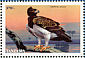 Martial Eagle Polemaetus bellicosus  1998 Eagles of the world Sheet