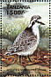 Kittlitz's Plover Charadrius pecuarius  1999 Birds of the world  MS MS