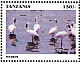 Greater Flamingo Phoenicopterus roseus