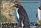 Macaroni Penguin Eudyptes chrysolophus