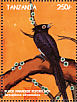 Black Paradise Flycatcher  Terpsiphone atrocaudata