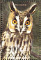 Long-eared Owl Asio otus