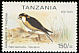 Taita Falcon Falco fasciinucha  1999 Rare birds 