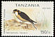 Taita Falcon Falco fasciinucha