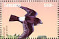 Little Swift Apus affinis  2004 Birds Sheet