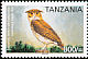 Usambara Eagle-Owl Bubo vosseleri  2006 Endemic birds 