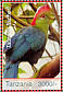 Fischer's Turaco Tauraco fischeri