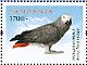 Grey Parrot Psittacus erithacus