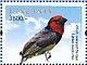 Black-collared Barbet Lybius torquatus  2012 Birds of Africa  MS
