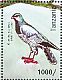 Dark Chanting Goshawk Melierax metabates  2012 Birds of Tanzania Sheet