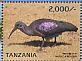 Hadada Ibis Bostrychia hagedash  2015 Ibises of Tanzania Sheet