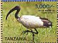 African Sacred Ibis Threskiornis aethiopicus  2015 Ibises of Tanzania Sheet