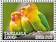 Fischer's Lovebird Agapornis fischeri