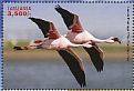 Lesser Flamingo Phoeniconaias minor