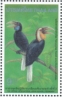 Plain-pouched Hornbill Rhyticeros subruficollis