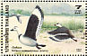 Cotton Pygmy Goose Nettapus coromandelianus