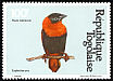 Northern Red Bishop Euplectes franciscanus