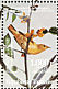 Mangrove Warbler Setophaga petechia  1985 Audubon  MS