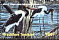 Saddle-billed Stork Ephippiorhynchus senegalensis  2001 Safari 6v sheet