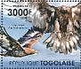 Golden Eagle Aquila chrysaetos  2011 African raptors  MS