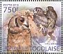 Greyish Eagle-Owl Bubo cinerascens