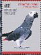 Grey Parrot Psittacus erithacus