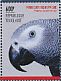 Grey Parrot Psittacus erithacus