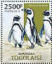 African Penguin Spheniscus demersus  2013 Endangered animals  MS