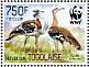 Denham's Bustard Neotis denhami