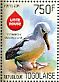 Atlantic Yellow-nosed Albatross Thalassarche chlororhynchos