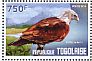 Brahminy Kite Haliastur indus