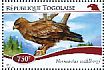 Wahlberg's Eagle Hieraaetus wahlbergi  2014 Birds of Africa Sheet