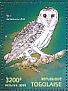 Australian Masked Owl Tyto novaehollandiae  2015 Owls  MS