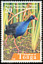 Australasian Swamphen Porphyrio melanotus