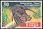 Swamp Harrier Circus approximans  1998 Birds 