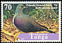 Tongan Ground Dove Pampusana stairi