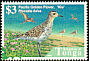 Pacific Golden Plover Pluvialis fulva  1998 Birds 