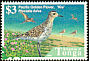 Pacific Golden Plover Pluvialis fulva