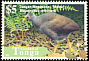 Tongan Megapode Megapodius pritchardii