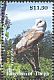 Eastern Barn Owl Tyto javanica  2014 Definitives 