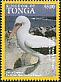 Masked Booby Sula dactylatra  2016 Marine life 12 set