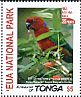 Maroon Shining Parrot Prosopeia tabuensis