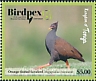 Orange-footed Scrubfowl Megapodius reinwardt