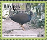 Orange-footed Scrubfowl Megapodius reinwardt