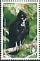 Bat Hawk Macheiramphus alcinus  2018 Birds of prey White frames