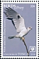 White-tailed Kite Elanus leucurus  2018 Birds of prey White frames